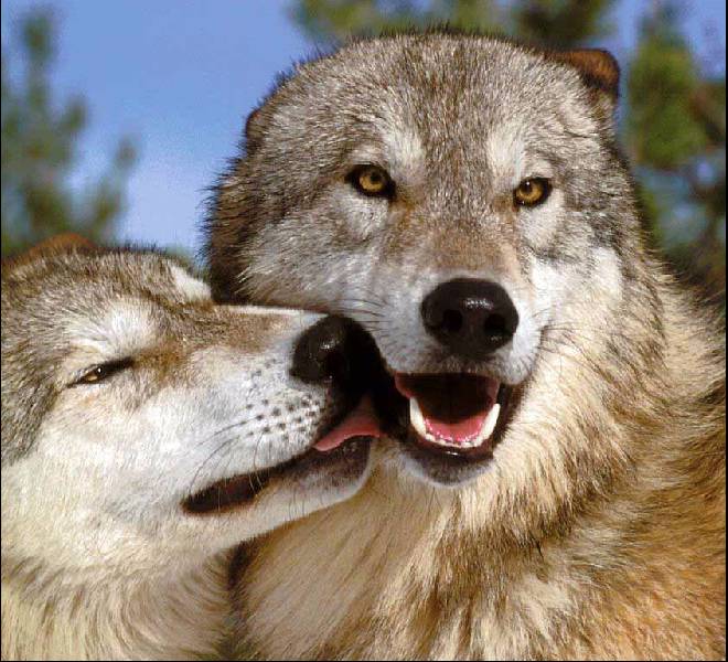 wolflove.jpg